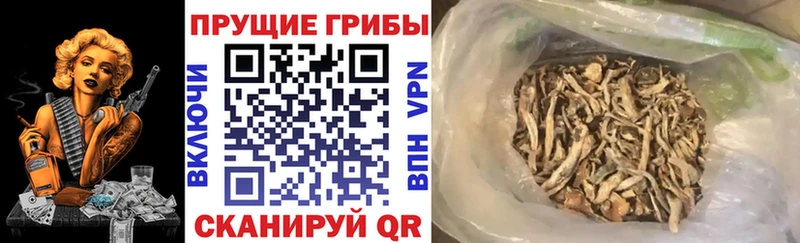 Псилоцибиновые грибы мухоморы  Томмот 